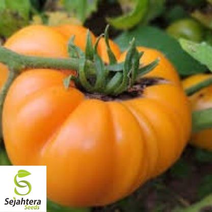 Kellogg's Breakfast Tomato Seeds - 10+ Heirloom, Organic, Non-GMO & Rare