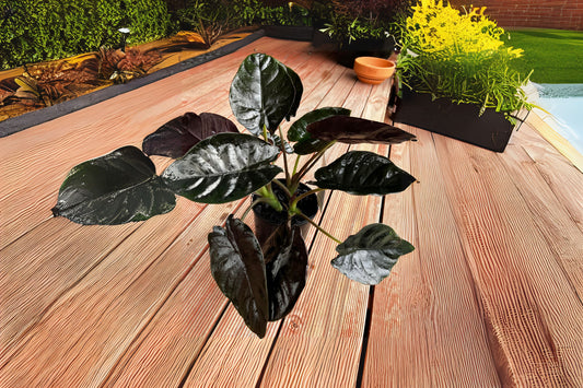 Alocasia infernalis 'Kapit' Black Panther Plant in 6" Pot - Rare Jewel Houseplant with Dark Metallic Leaves
