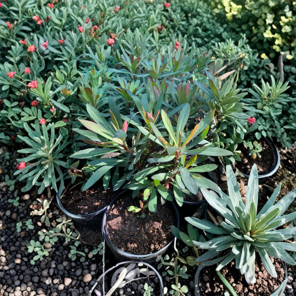 Euphorbia ‘Blackbird’ – Euphorbia Hybrid Live Plant | 6 Inch Pot | Perennial Spurge  Dark Foliage Accent | Spring–Summer Blooms | Sun Loving Garden Plant