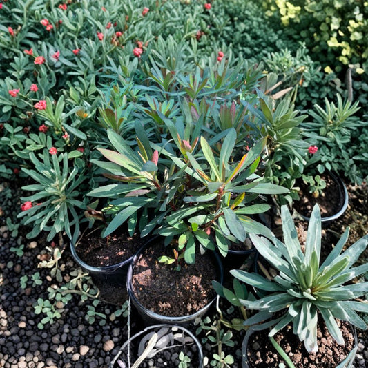 Euphorbia ‘Blackbird’ – Euphorbia Hybrid Live Plant | 6 Inch Pot | Perennial Spurge  Dark Foliage Accent | Spring–Summer Blooms | Sun Loving Garden Plant