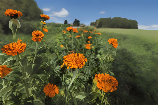 Marigold Plant 4in Pot | Orange Blooming Flower | Tagetes | Easy Care Annual for Gardens & Landscapes