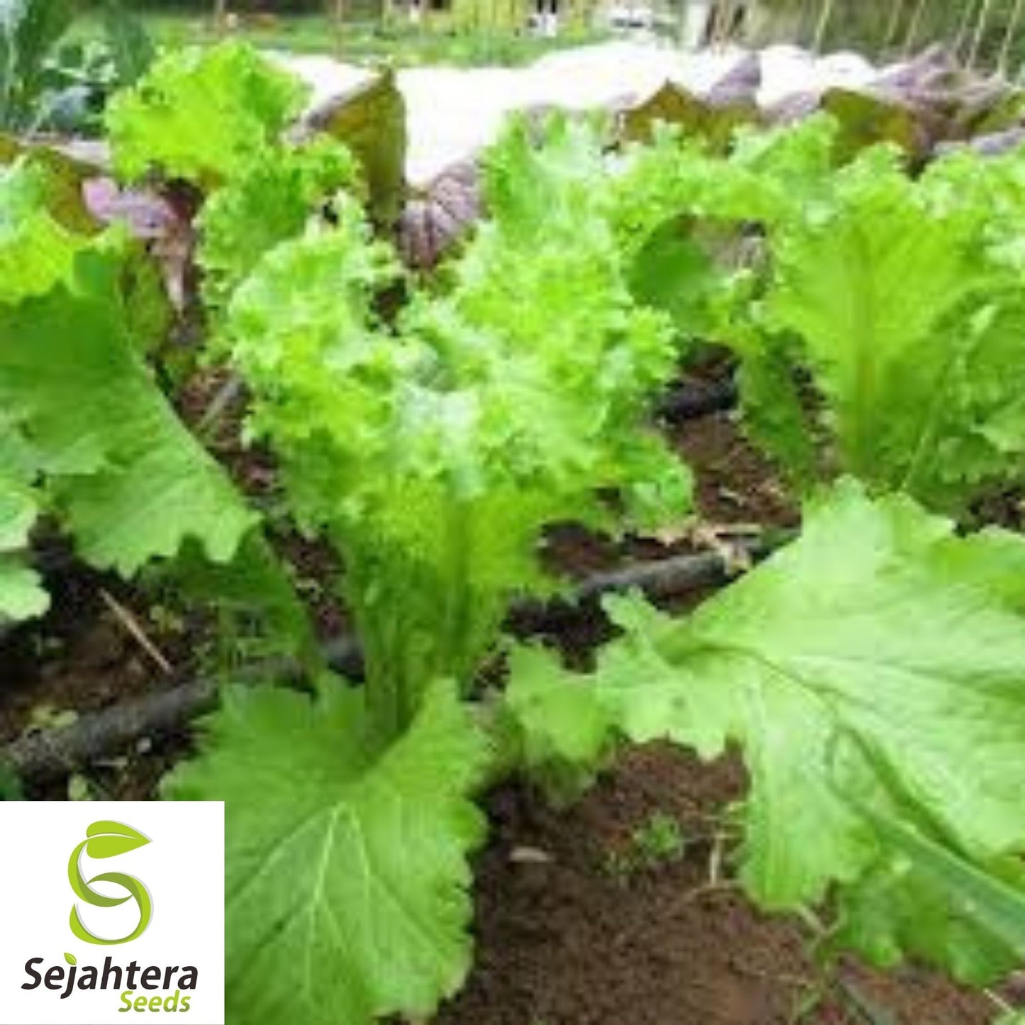 Old Fashioned Mustard Seeds 600+ | Greens Vegetable Garden NON-GMO USA