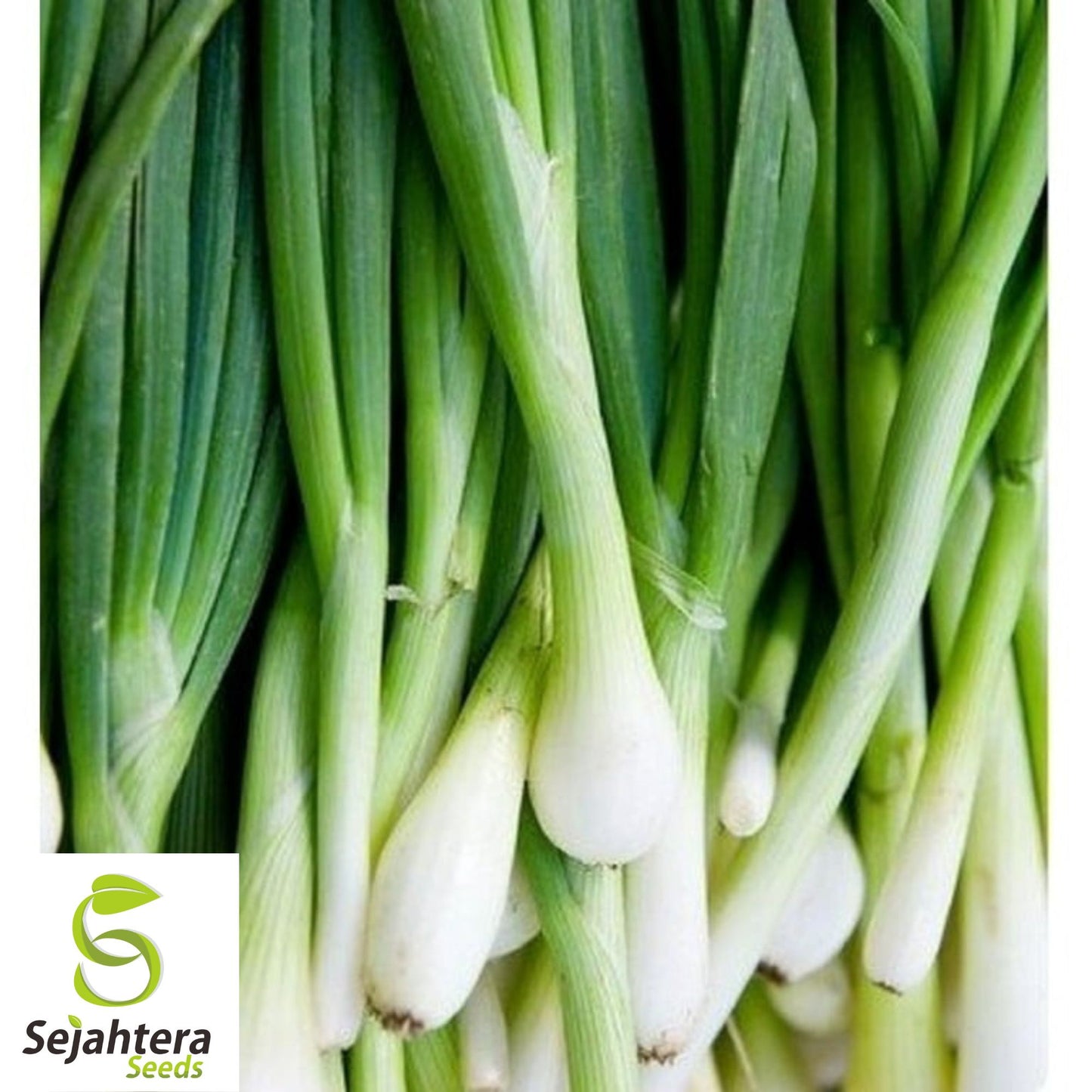 200+ Tokyo Long White Onion Seeds - Non-GMO, Mild Flavor, and Versatile Variety