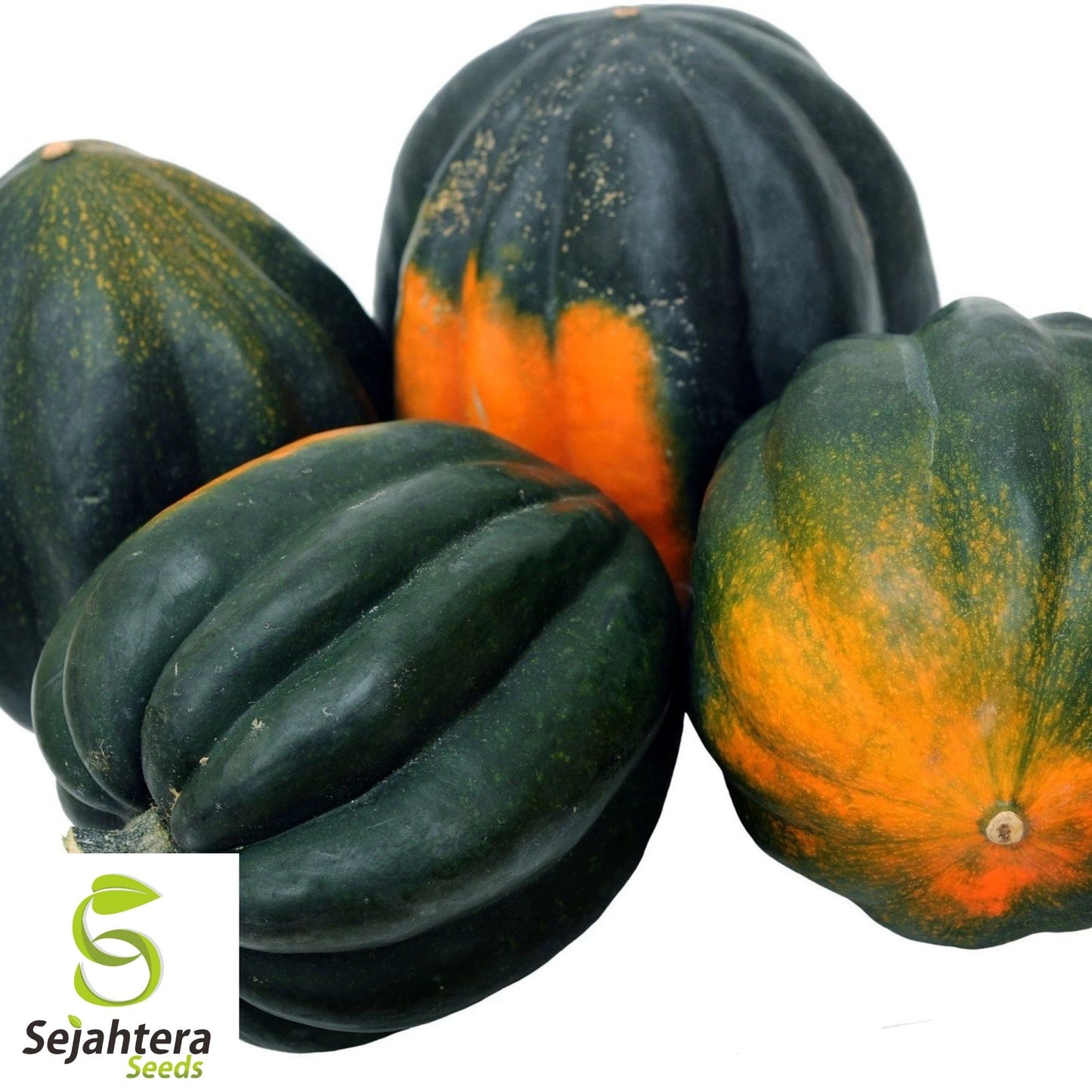 Squash Acorn Table Queen Seeds 30 Ct | Winter Vegetable NON-GMO USA