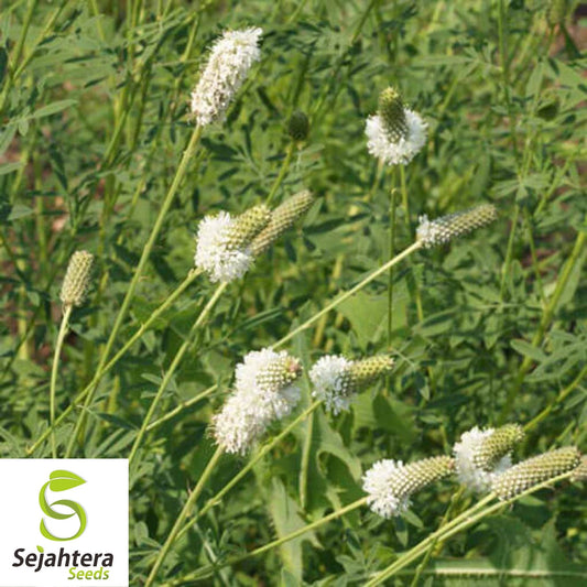 White Prairie Clover Seeds 250+ | Native Wildflower Dalea candida USA