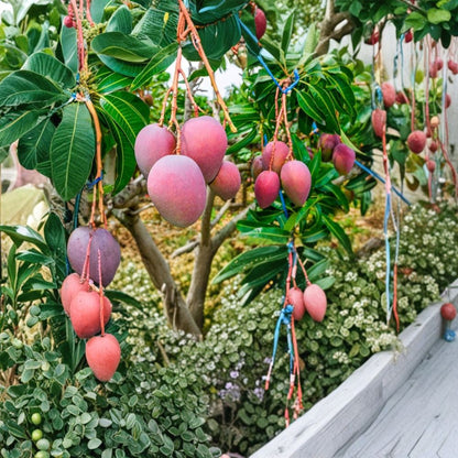 Mango Tree – Mangifera indica Live Plant | 24 Inches Tall | Tropical Fruit Starter  Evergreen Tropical Tree | Backyard Friendly | Easy to Grow