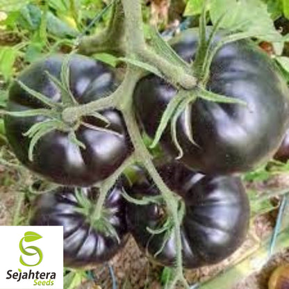Black Sea Man Tomato Seeds - 30+ Heirloom, Organic, Non-GMO & Rare