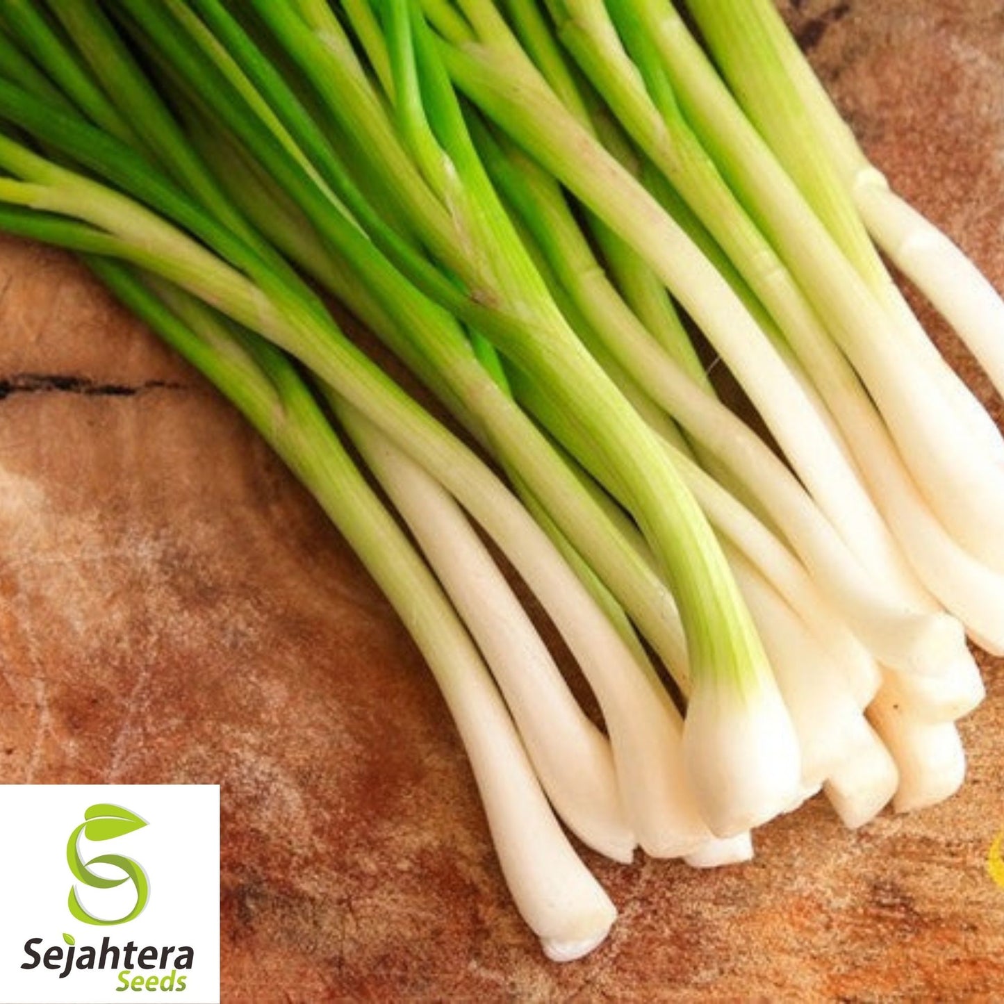 Tokyo Long White Onion Seeds 200+ | Bunching Scallion Vegetable NON-GMO USA