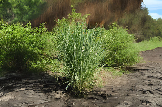 Sunburst Switchgrass Switchgrass (Panicum virgatum 'Sunburst')