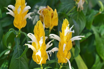Golden Shrimp Plant – Justicia brandegeana | Starter Plant in 3" Pot