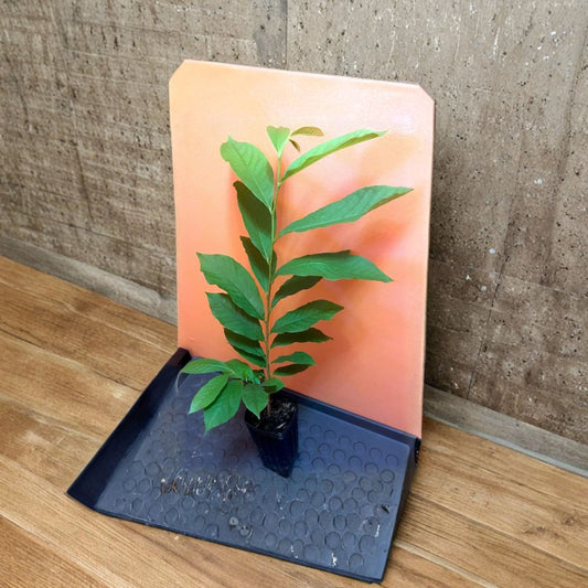 Pawpaw Tree – Asimina triloba Live Plant | 20+ Inches Tall | 3.5" x 9" Air Prune Pot  Cold Hardy Native Fruit | Tropical Flavor | Potted, Not Bare Root