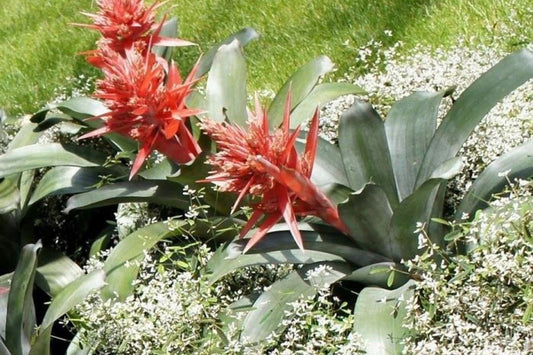 Aechmea Harvito Plant in 8" Pot - Tropical Bromeliad for Home Decor, Aechmea distichantha