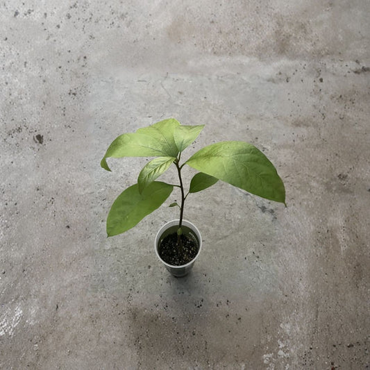 Avocado Tree Seedling – Persea americana Live Plant in Pot | Approximately 12 Inches Tall  Tropical Fruit Tree | Beginner Friendly | Ready to Plant