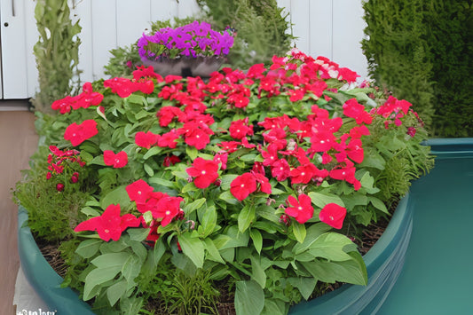 Bright Red Vinca Plant 5" Pot Catharanthus roseus Madagascar Periwinkle Indoor Garden Decor