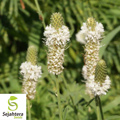 White Prairie Clover Seeds 250+ | Native Wildflower Dalea candida USA