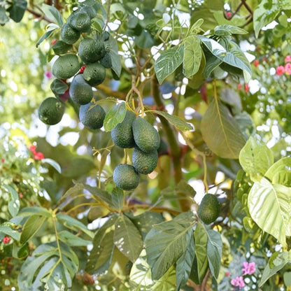 Avocado Tree Seedling – Persea americana Live Plant in Pot | Approximately 12 Inches Tall  Tropical Fruit Tree | Beginner Friendly | Ready to Plant