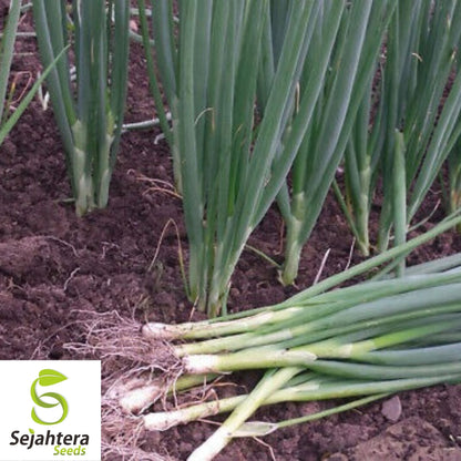 Tokyo Long White Onion Seeds 200+ | Bunching Scallion Vegetable NON-GMO USA