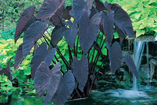 Alocasia Magic Magic Plant in 3 Gallon Pot, Tropical Houseplant, Alocasia spp. - Ideal for Indoor Gardens and Plant Enthusiasts