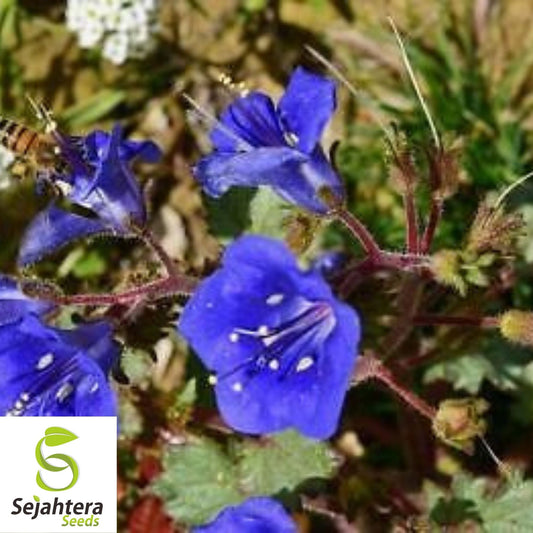 California Bluebell Campanula Seeds 1000+ | Annual Flower NON-GMO USA