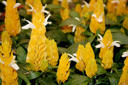 Golden Shrimp Plant – Justicia brandegeana | Starter Plant in 3" Pot