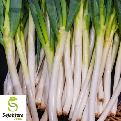 200+ Tokyo Long White Onion Seeds - Non-GMO, Mild Flavor, and Versatile Variety