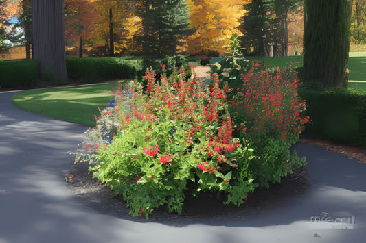 Blood Sage Cherry Scarlet Texas Sage (Salvia coccinea)