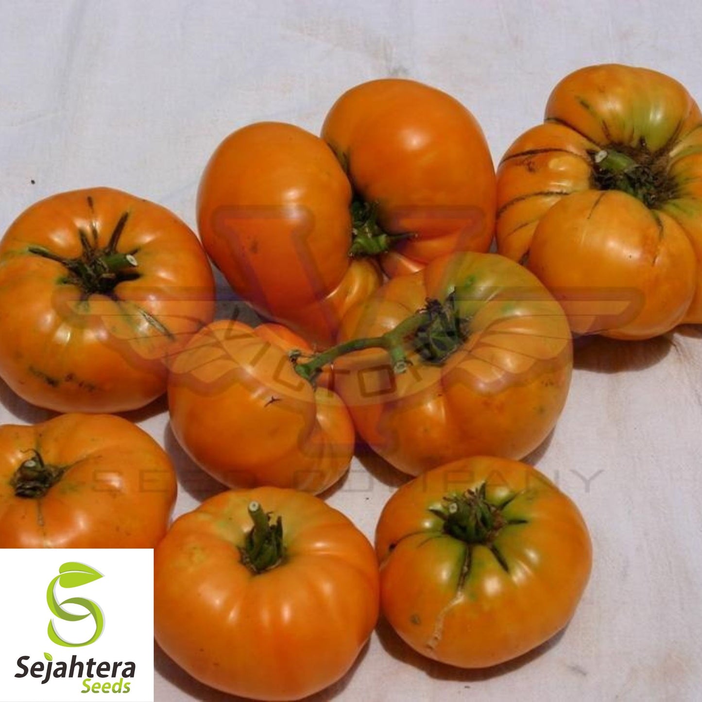 Kellogg's Breakfast Tomato Seeds - 10+ Heirloom, Organic, Non-GMO & Rare
