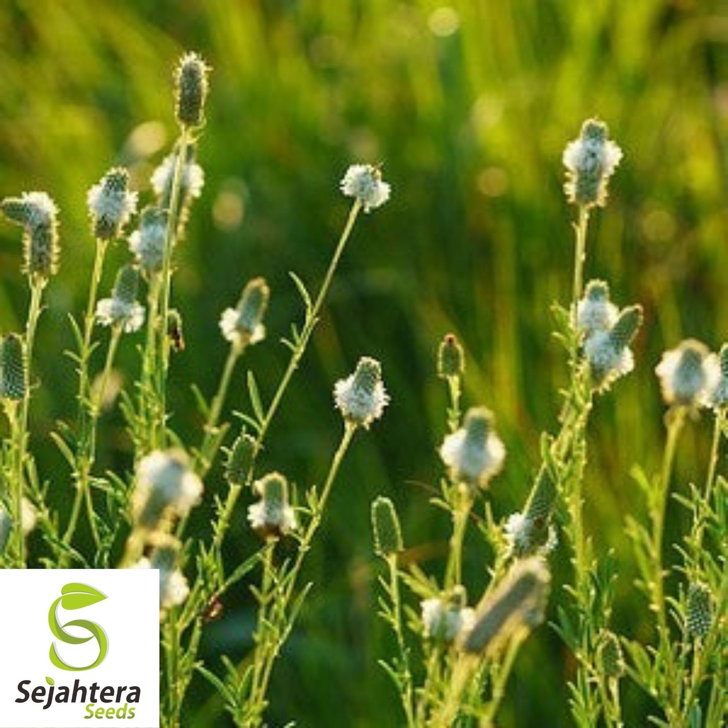 White Prairie Clover Seeds 250+ | Native Wildflower Dalea candida USA