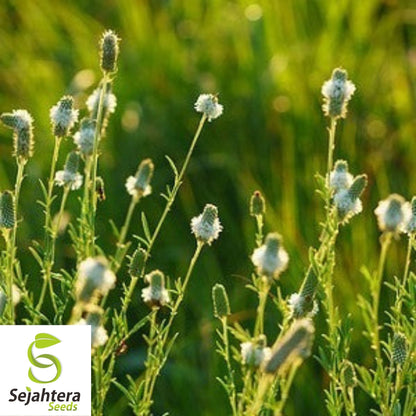 White Prairie Clover Seeds 250+ | Native Wildflower Dalea candida USA