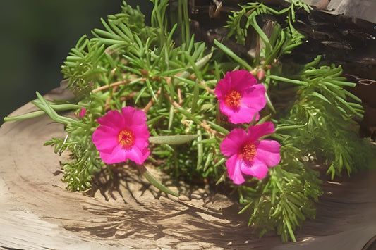 Hot Pink Portulaca Plant 6 in Pot | Moss Rose | Portulaca grandiflora | Drought-Tolerant Ground Cover