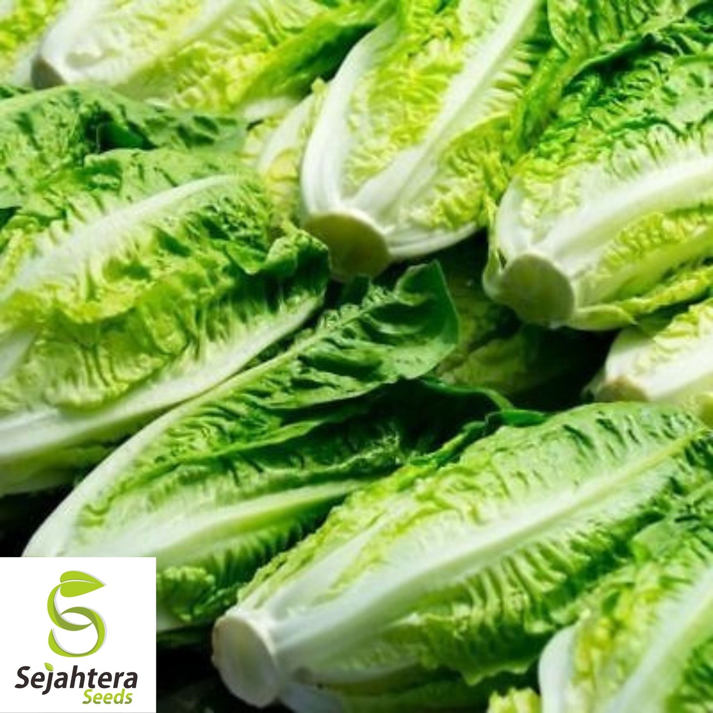 1000 Parris Island Cos Lettuce Seeds - Non-GMO, Crisp & Classic Romaine