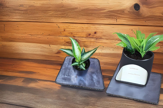 Dieffenbachia Panther Plant in 3 Gallon Pot - Tropical Houseplant for Home Decor - Dieffenbachia spp.