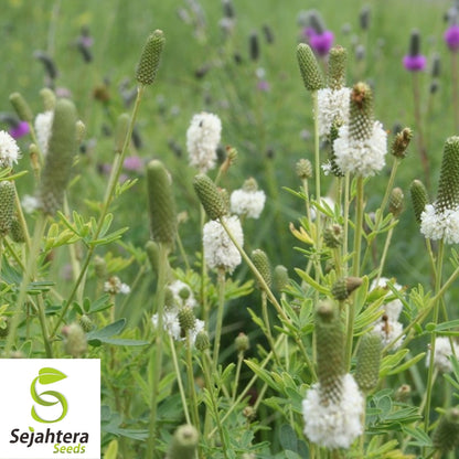 White Prairie Clover Seeds 250+ | Native Wildflower Dalea candida USA