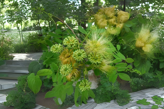 Flea Frywood Koko Lebbeck Lebbek Mother-in-laws Tongue Womans Womans-tongue Tree (Albizia lebbeck)