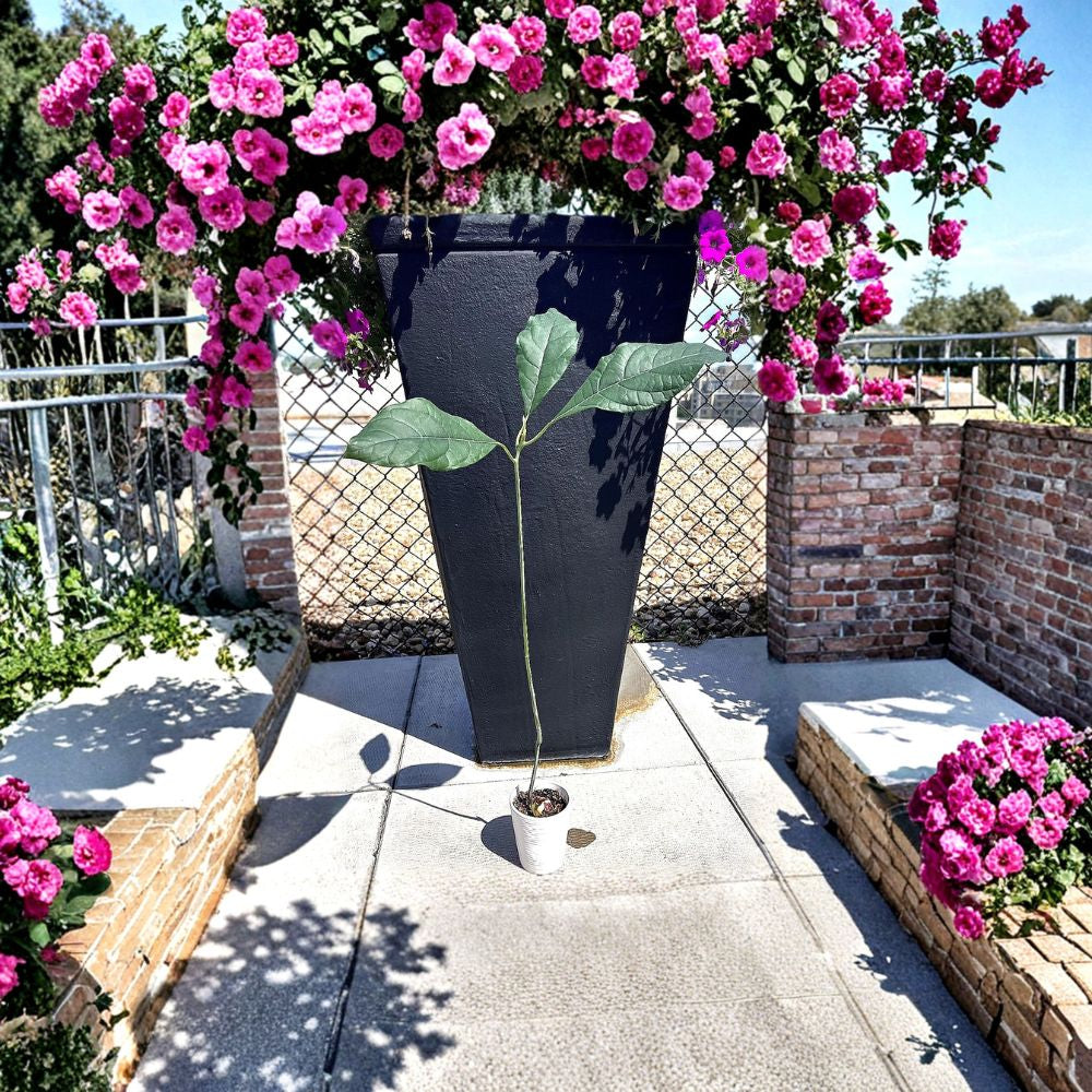 Avocado Tree Seedling – Persea americana Live Plant | Approximately 25 Inches Tall | No Pot Included  Tropical Fruit Tree | Fast Growing | Ready to Plant