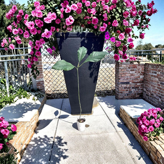 Avocado Tree Seedling – Persea americana Live Plant | Approximately 25 Inches Tall | No Pot Included  Tropical Fruit Tree | Fast Growing | Ready to Plant