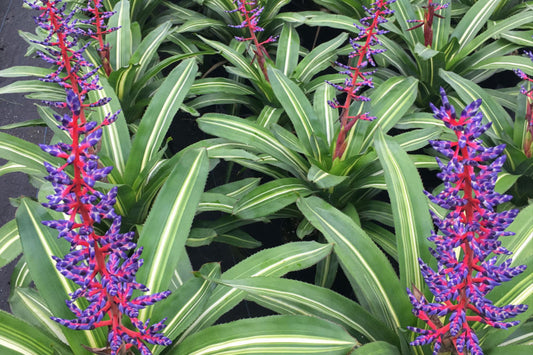 Bromeliad Plant Aechmea Del Cielo 8" Pot | Tropical Houseplant for Indoor Garden | Colorful Foliage | Unique Gift Idea
