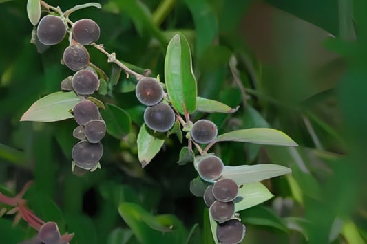 10x Fresh Ketembilla Seeds, Edible Ceylon Gooseberry, Dovyalis hebecarpa, Easy to Grow, Abundant Producer