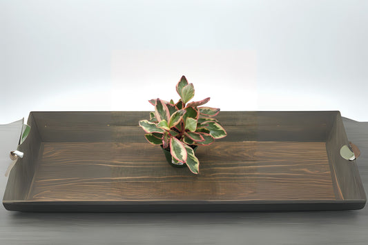 Peperomia Ginny Plant 5" Pot - Easy-to-Grow Live Houseplant, Bright Indirect Sunlight, Low Maintenance, Peperomia obtusifolia
