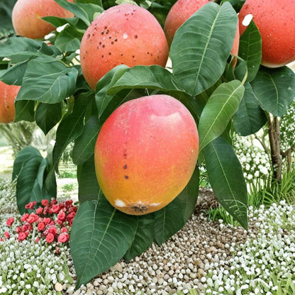 Florida Mango Tree – Mangifera indica Live Seedling | 8 Inches Tall | Rooted Plant  Tropical Fruit Starter | Compact & Hardy | Grown in Florida