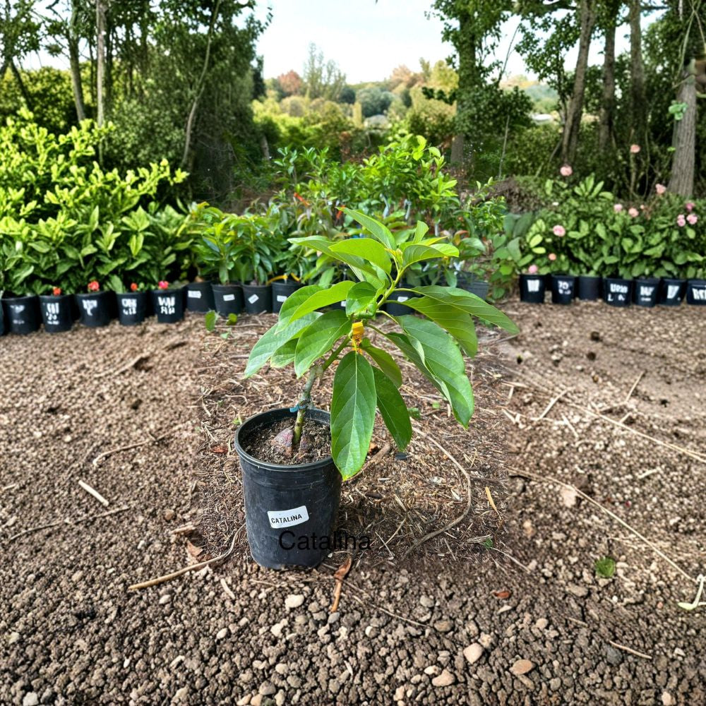 Catalina Avocado Tree – Persea americana ‘Catalina’ Grafted Live Tree | 2–3 Feet Tall  Dwarf Avocado Variety | Heavy Producer | Perfect for Containers & Small Spaces