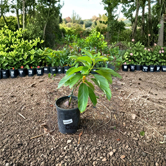 Catalina Avocado Tree – Persea americana ‘Catalina’ Grafted Live Tree | 2–3 Feet Tall  Dwarf Avocado Variety | Heavy Producer | Perfect for Containers & Small Spaces