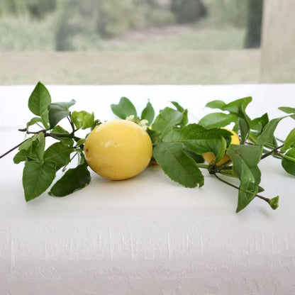 Yellow Passion Fruit – Passiflora edulis (Yellow Variety) Live Starter Vine | 4–8 Inches Tall | Includes 3" Pot  Tropical Climbing Vine | Fast Growing | Edible & Ornamental
