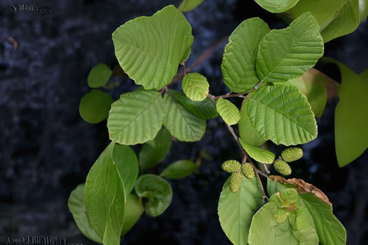Hazel Smooth Speckled Alder (Alnus incana ssp. Rugosa)