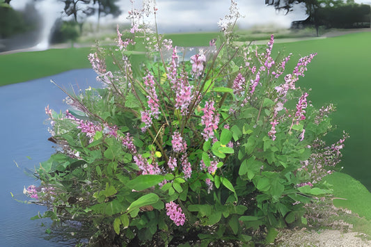 Chinese Indigo Pink-flower Indigo (Indigofera amblyantha)
