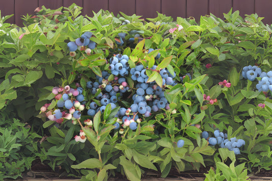 Lowbush Blueberry (Vaccinium angustifolium)