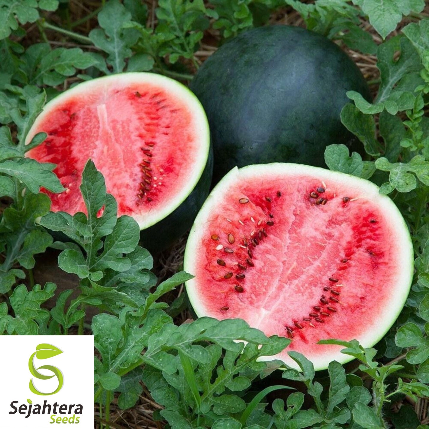 Sugar Baby Watermelon Seeds - 50+ Heirloom - Super Sweet & Non-GMO