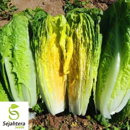 1000 Parris Island Cos Lettuce Seeds - Non-GMO, Crisp & Classic Romaine