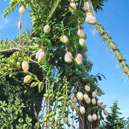 Valencia Pride Mango Tree – Mangifera indica Grafted Live Tree | 2–3 Ft Tall | 3-Gallon Pot  Large Fruit Variety | Vigorous Growth | Florida Favorite
