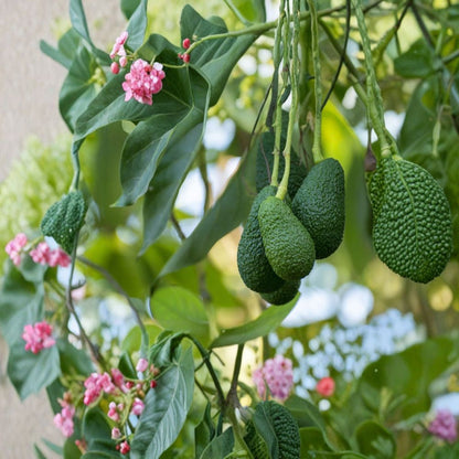 Avocado Tree Seedling – Persea americana Live Plant | Approximately 25 Inches Tall | No Pot Included  Tropical Fruit Tree | Fast Growing | Ready to Plant